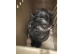 Adopt BINX a Domestic Short Hair