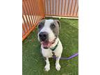 Adopt JAY a Pit Bull Terrier