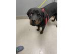 Adopt STUD a Rottweiler