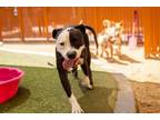 Adopt SQUIDWARD a Pit Bull Terrier