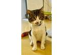 Adopt Charlie a American Shorthair