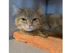 Adopt Nemo a Domestic Medium Hair