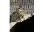 Adopt Amaro a Domestic Short Hair