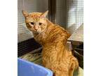 Adopt Chief a Domestic Short Hair