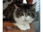 Adopt Bradley a Domestic Long Hair