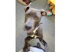 Adopt HOBART a Pit Bull Terrier, Mixed Breed