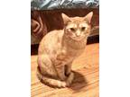 Adopt Elton a Domestic Short Hair