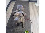 Adopt Brutus a Pit Bull Terrier