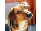 Adopt Wally a Beagle, Mixed Breed