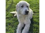 Adopt Harry a Great Pyrenees