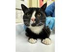 Adopt Sonic a Domestic Short Hair