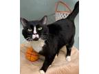 Adopt Buddy a Tuxedo