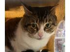 Adopt Toast (mcas) a Domestic Short Hair