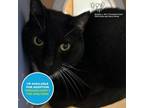 Adopt Ninja a Domestic Short Hair