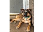 Adopt Waffle a Shepherd