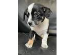 Adopt BOOT a Rat Terrier, Shih Tzu