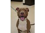 Adopt Bono 52170 a Pit Bull Terrier, Mixed Breed