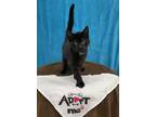 Adopt YIN a Domestic Short Hair