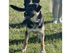 Adopt Batty Koda a Collie, Husky