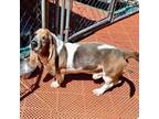 Adopt Henry a Basset Hound