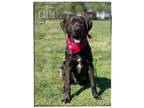 Adopt Garth a Labrador Retriever, Plott Hound