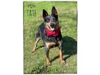 Adopt Tate a Australian Cattle Dog / Blue Heeler