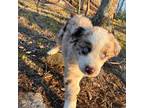 Aussiedoodle Puppy for sale in Burlington, CT, USA
