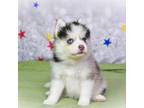 Blue Merle Pomsky Girl Blueber