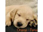 Goldendoodle Puppy for sale in Axtell, TX, USA