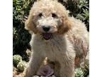 Goldendoodle Puppy for sale in Aiken, SC, USA