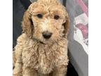 Goldendoodle Puppy for sale in Aiken, SC, USA