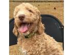 Goldendoodle Puppy for sale in Aiken, SC, USA