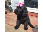 Labradoodle Puppy for sale in Hampton, VA, USA