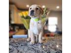 Labrador Retriever Puppy for sale in Hampton, VA, USA