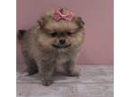 Pomeranian Puppy for sale in Miami, FL, USA