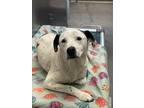 Adopt PINTO a Labrador Retriever, Mixed Breed