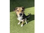 Adopt Rocco a German Shepherd Dog, Mixed Breed