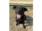 Adopt Mister a Labrador Retriever, Mixed Breed