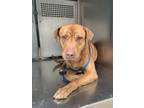 Adopt Marshall Mathers a Pit Bull Terrier, Mixed Breed