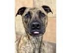 Adopt Tigger a Pit Bull Terrier, Mixed Breed