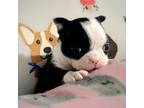 Boston Terrier Puppy for sale in Roark, KY, USA