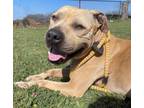 Adopt Monty a Pit Bull Terrier, Mixed Breed