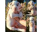 Great Dane Puppy for sale in Holt, MI, USA