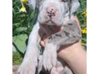 Great Dane Puppy for sale in Holt, MI, USA