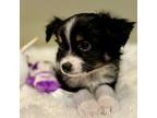 Miniature Australian Shepherd Puppy for sale in Corrales, NM, USA