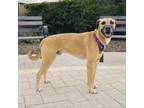 Adopt Chance a Black Mouth Cur, Mixed Breed