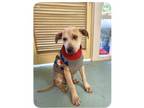 Adopt TANNER a Labrador Retriever