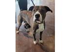 Adopt HUNCHO a American Staffordshire Terrier