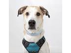 Adopt Griffin a Mixed Breed