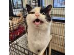 Adopt Fremulon a Domestic Short Hair